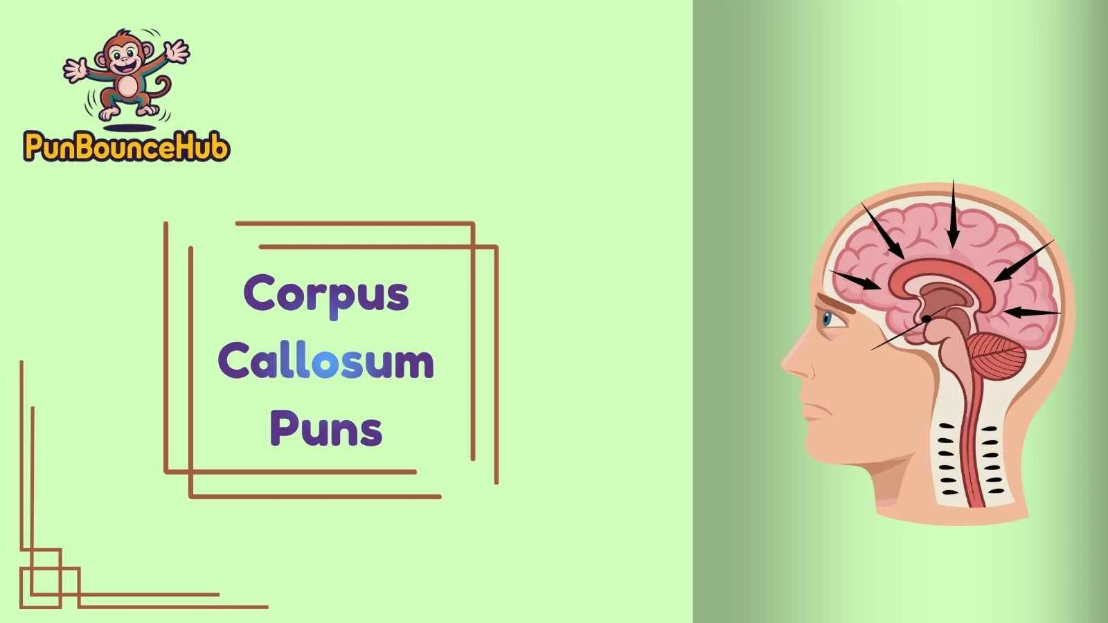 Corpus Callosum Puns